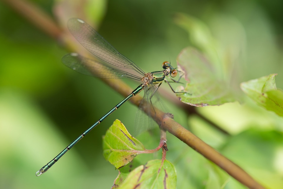 Wildlife bug small photo