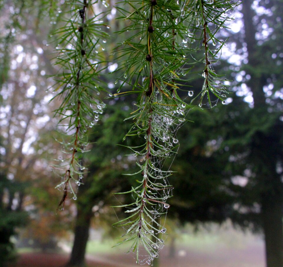 Tree close up wet