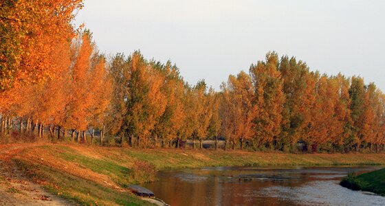 Cilistov river side orange leaves photo