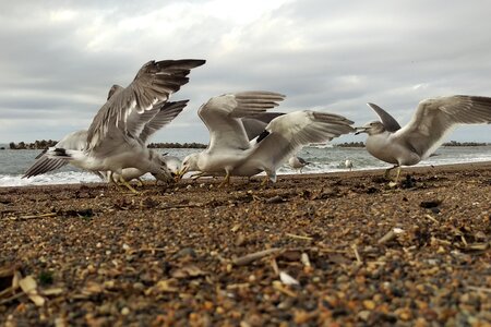 Seagull birds of the sea wild birds photo