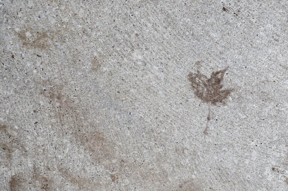 Concrete foliage leaves