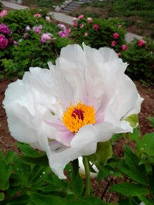 Pure flowers flower peony