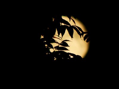 Dark full moon leaves