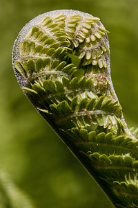 Green plant vascular cryptogams photo