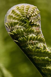 Green plant vascular cryptogams