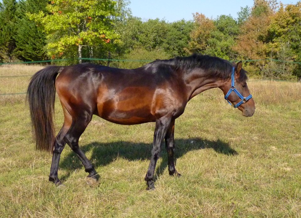 Horse breeding standard equine