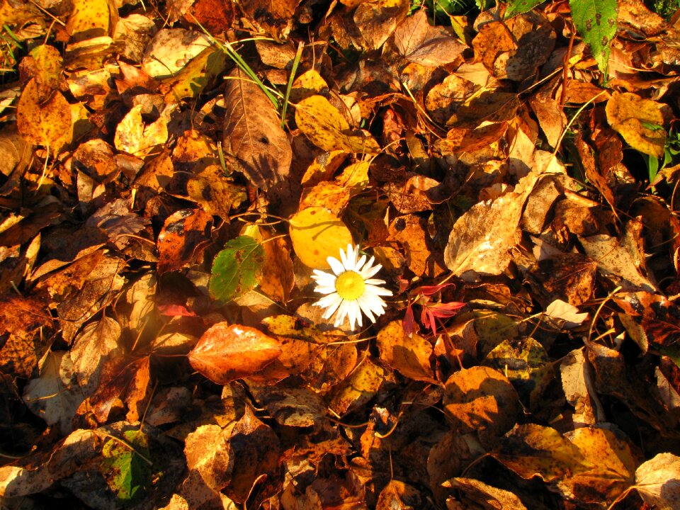 Flowers fall leaves