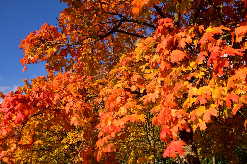 Forest october colorful