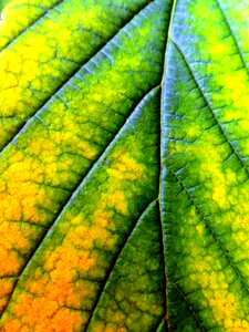 Nature leaves fall color