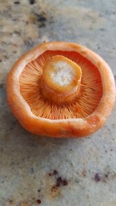 Lactarius delicious mushrooms photo