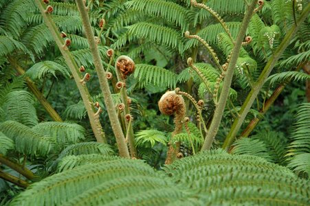 Fern curly natural beauty