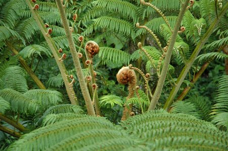 Fern curly natural beauty photo