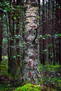 The bark tree nature photo