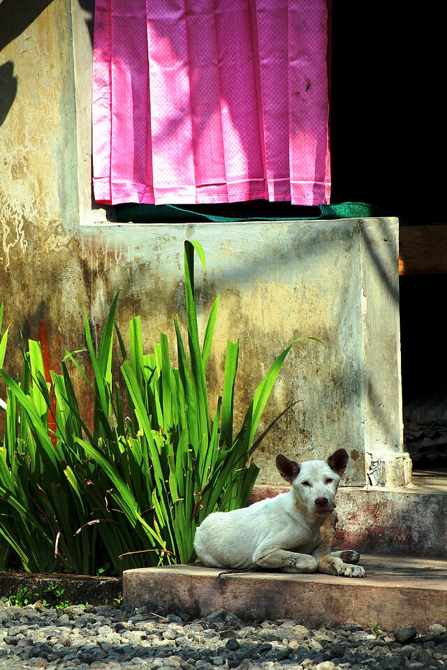 Mammal painting composition