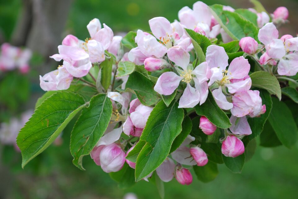 Cherry blossom lower saxony old country