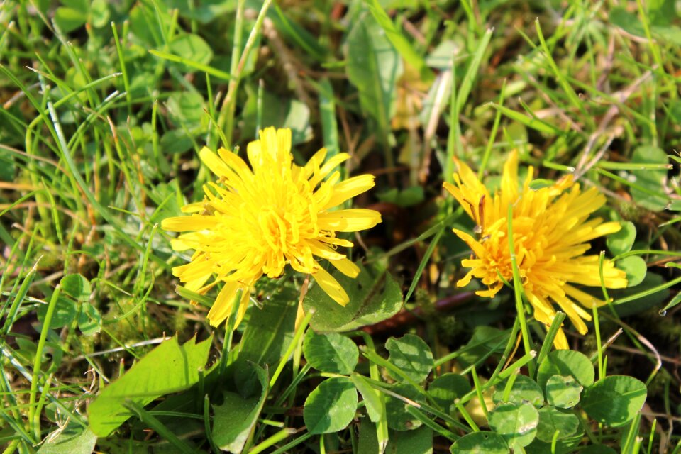 Blossom bloom dandelion