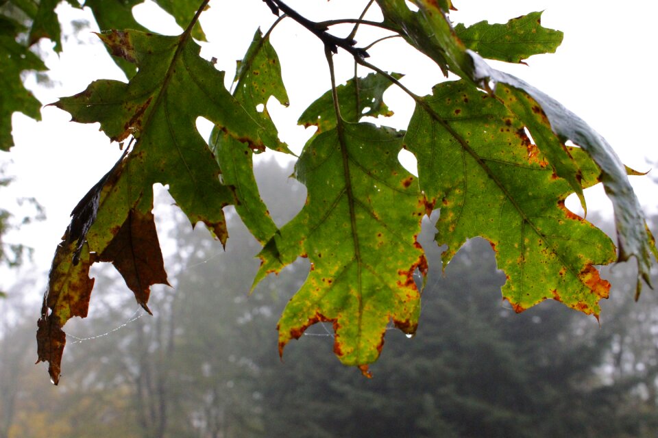 Autumn branches nature
