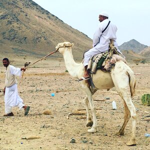 Mountain desert