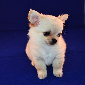 Little dog tiny animal