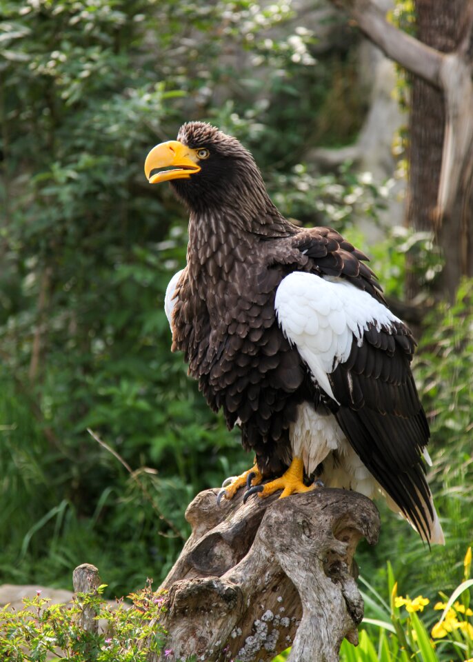 Animal zoo nature
