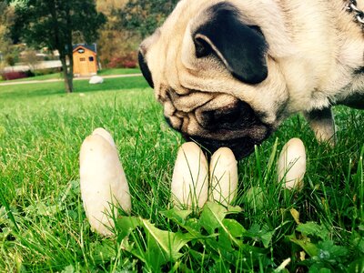 Dog nature meadow