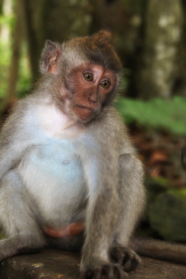 Funny portrait nature