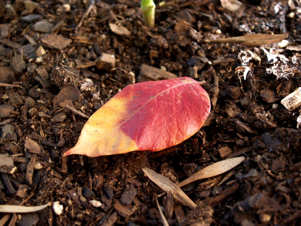 Fall autumn leaves red