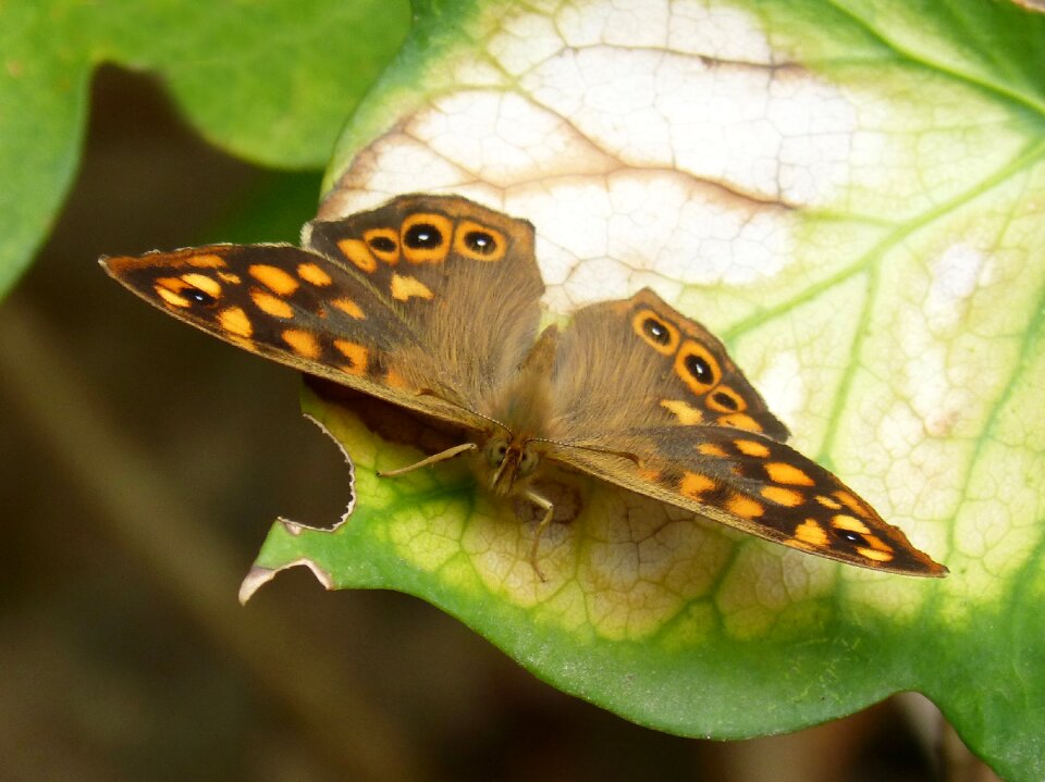 Lasiommata megera butterfly saltacercas lepidopteran