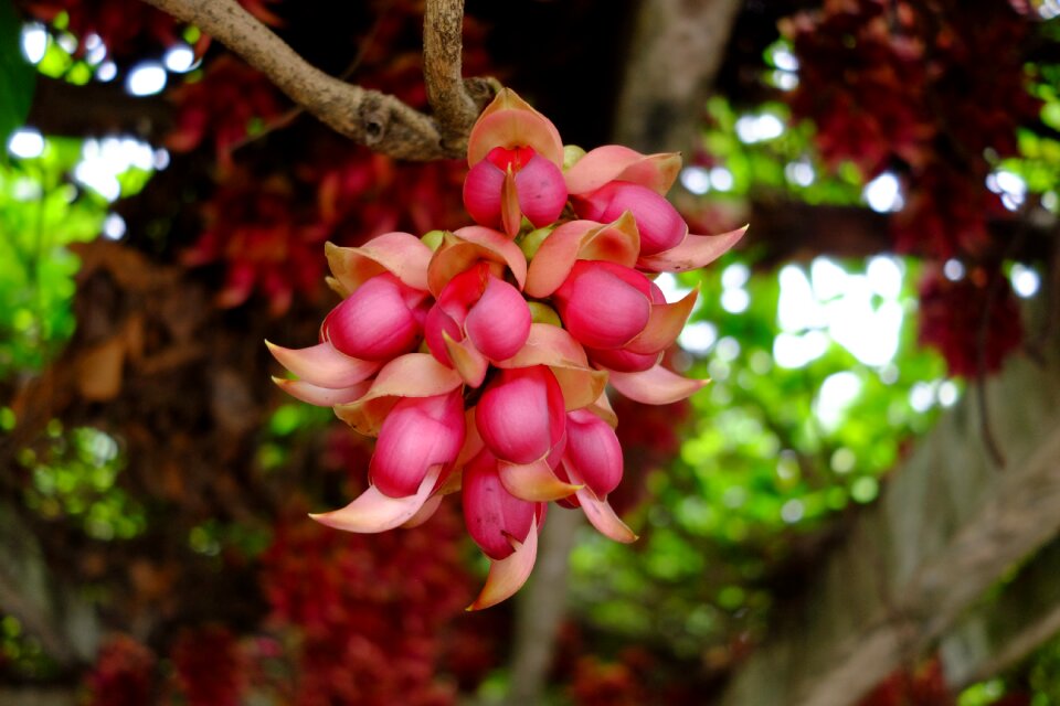 Plant flowers summer