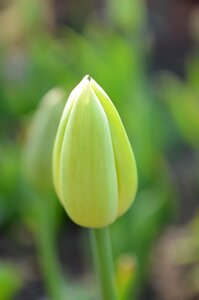 Guduo bud green