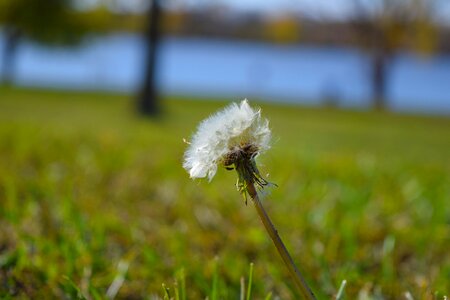 Meadow spring nature