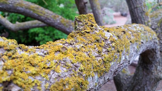 Bark nature lichen