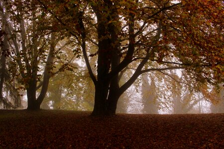 Leaves mood nature photo