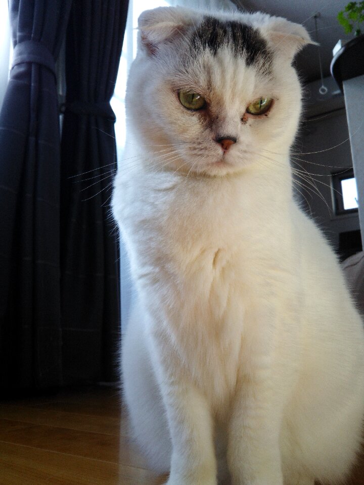 Cat pet white fur