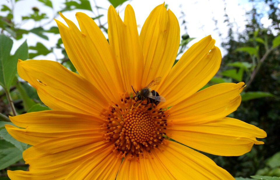 Pollen yellow flowers