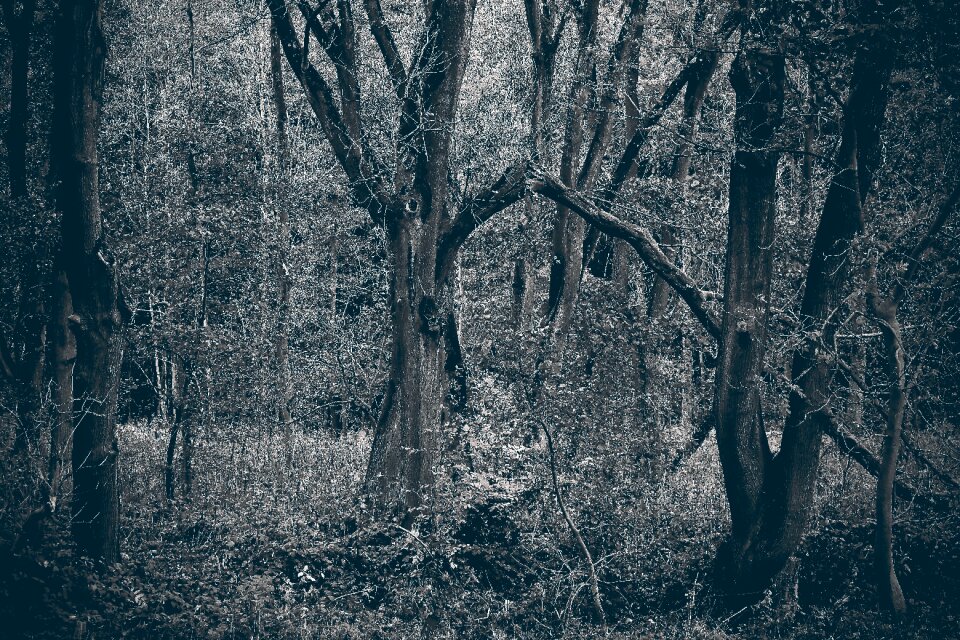 Landscape branch branches mood