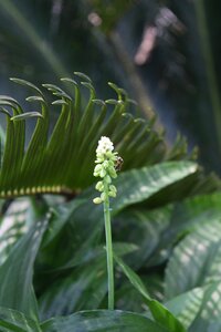 Nature insect flowers photo