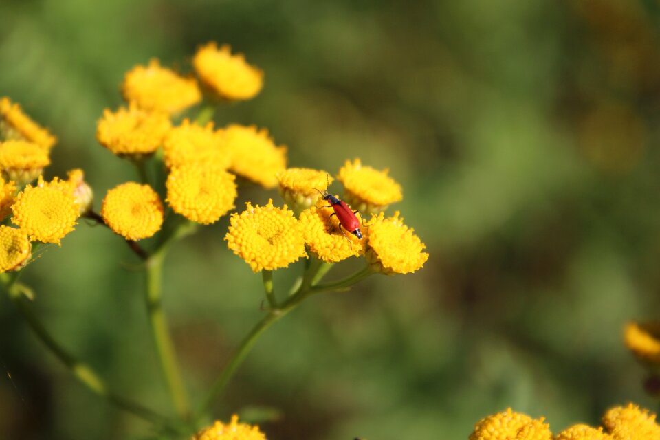 Beetle red beetle red beetle on yellow flowers