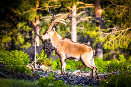 Goat wild animal mountaineering
