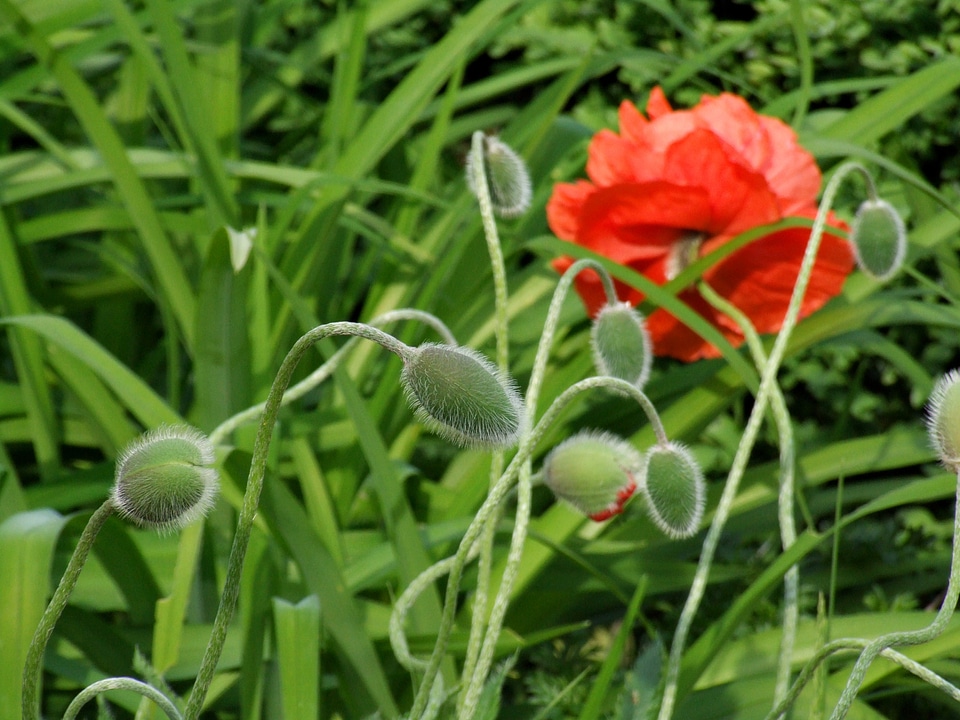 Bloom red green