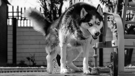 Husky dog photo