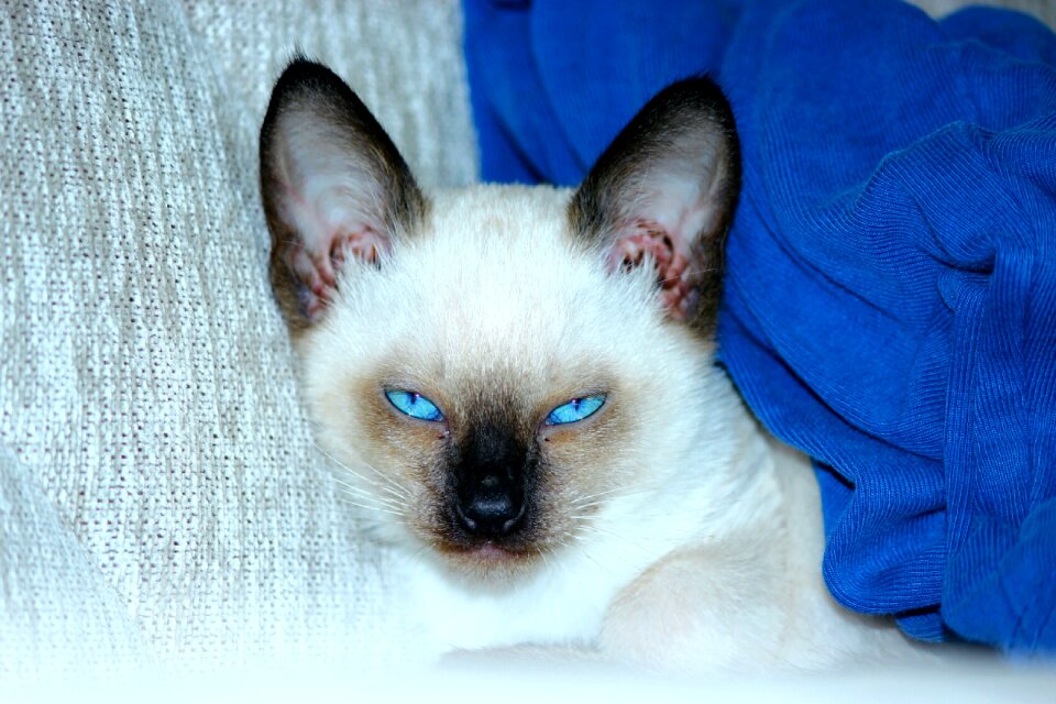 Blue eyed scowl long-eared