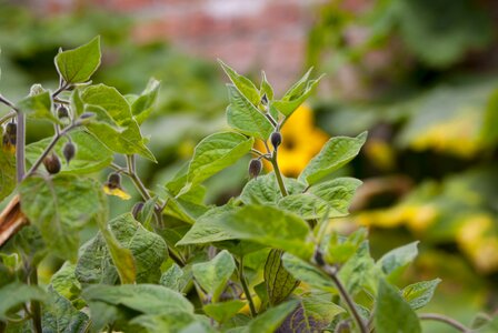 Nature leaves orchard
