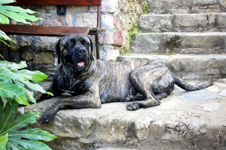 Garden guardian canid
