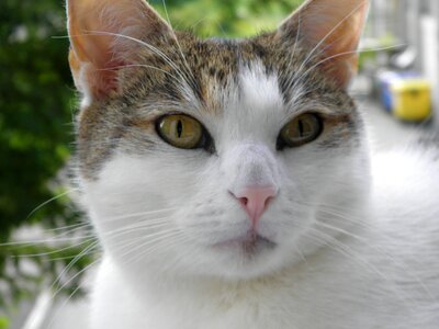 The seriousness of reverie pet