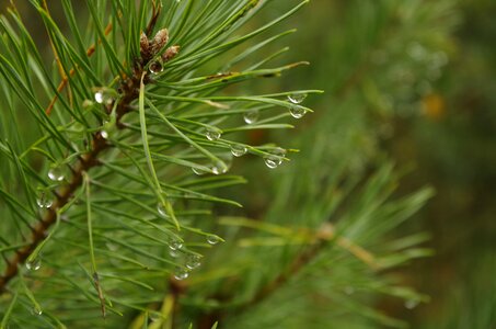 Needles rain drops closeup