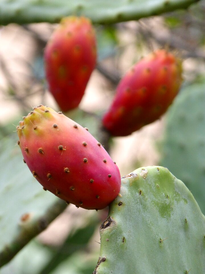 Shovels cactus food