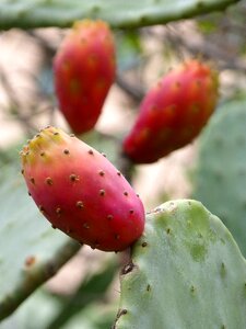 Shovels cactus food