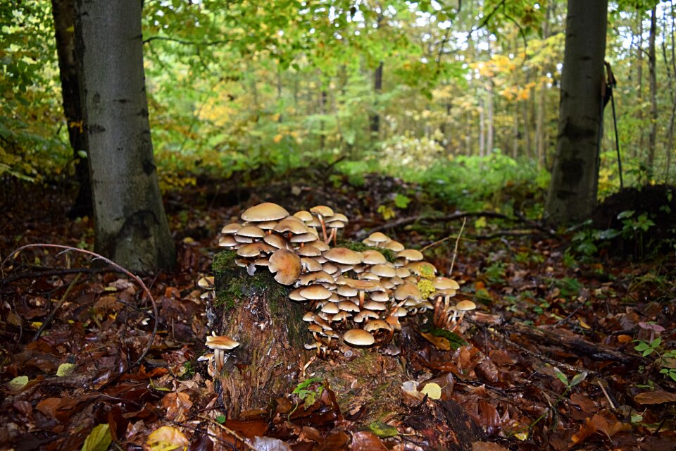 Tree fungus autumn tribe