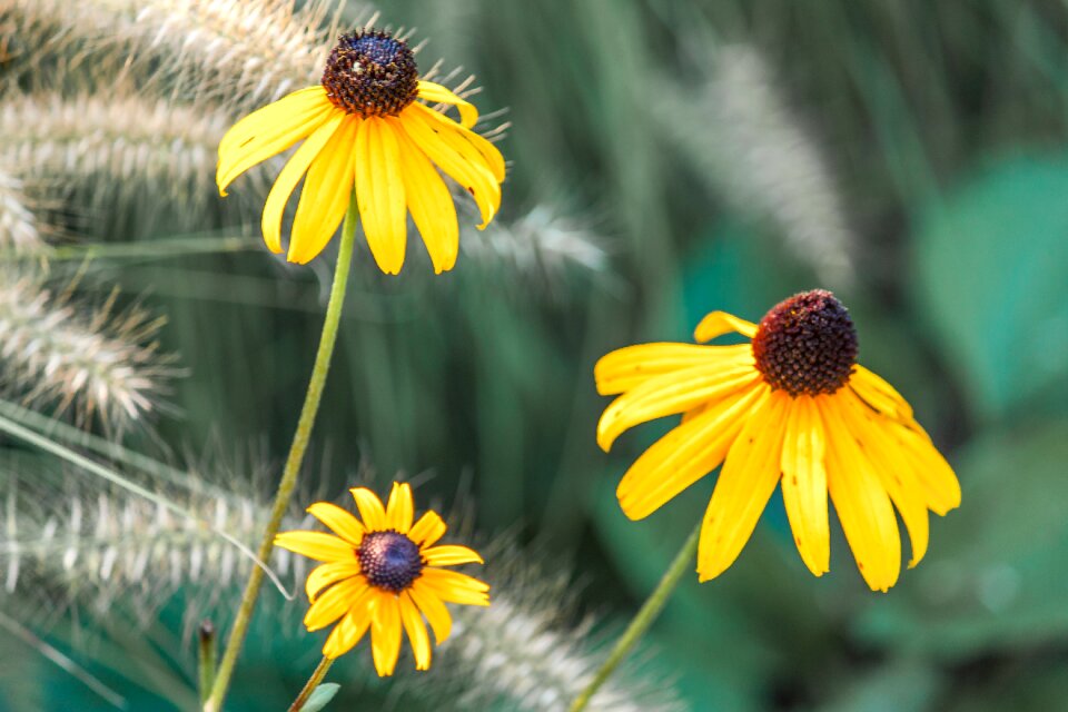 Flower yellow flowers